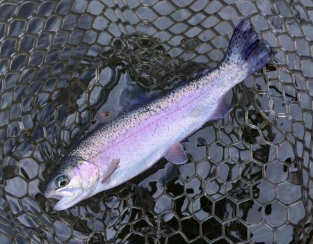 釣り初め！ 大安トラウトレイク